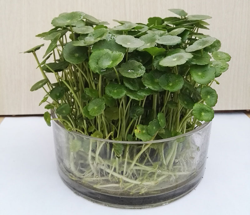 水培銅錢草.jpg
