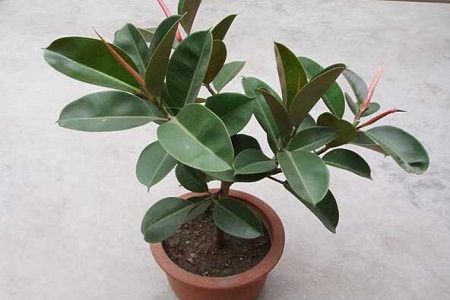 漂亮的橡皮树(wi) 漂亮的橡皮树(wi)