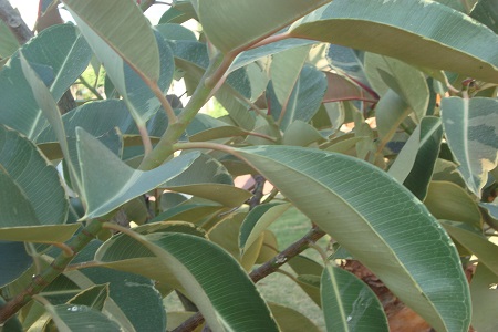 丽的橡皮树(wi) 丽的橡皮树(wi)