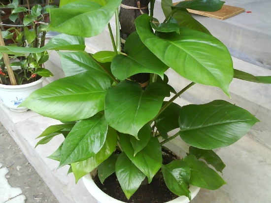 长势良好的大叶绿? style=