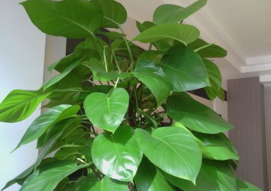 绿的大叶绿? width=