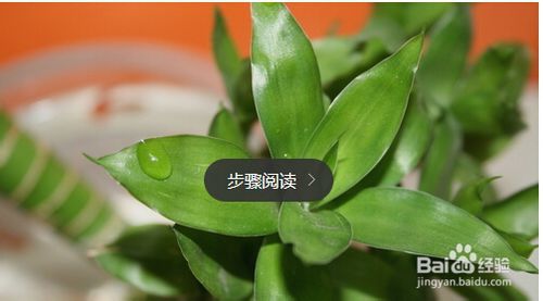 水养富贵竹养D方法与注意事项