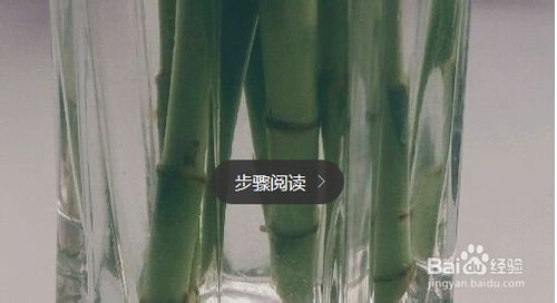 水养富贵竹养D方法与注意事项