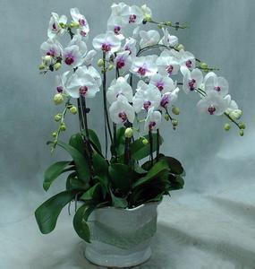 蝴蝶兰怎么? width=