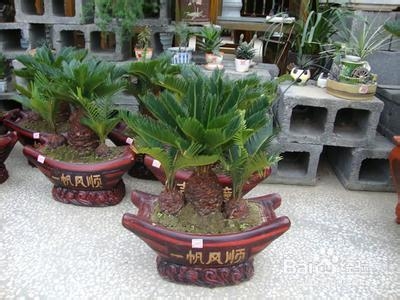 è‹é“ã€é“æ ?w¨¨i)ã€å‡¤ž®¾è•‰çš„å…»ŒD–方法åŠ(qi¨¢ng)注æ„事项