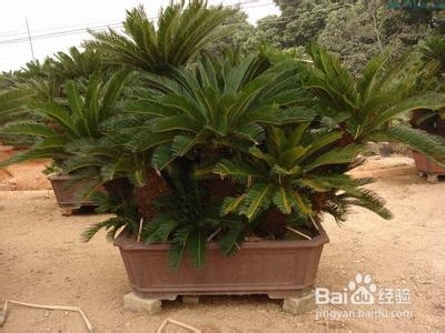 è‹é“ã€é“æ ?w¨¨i)ã€å‡¤ž®¾è•‰çš„å…»ŒD–方法åŠ(qi¨¢ng)注æ„事项