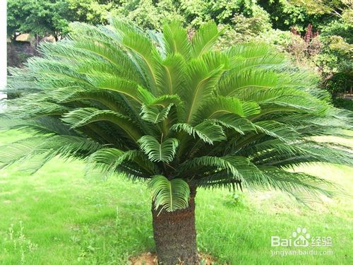 è‹é“ã€é“æ ?w¨¨i)ã€å‡¤ž®¾è•‰çš„å…»ŒD–方法åŠ(qi¨¢ng)注æ„事项