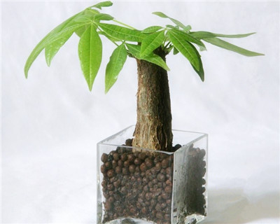 发胦(ch)?wi)怎么? style=