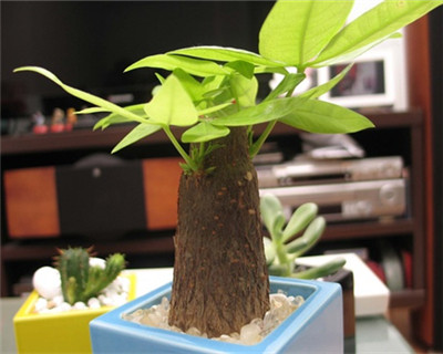 盆栽发财树(wi)怎么? style=