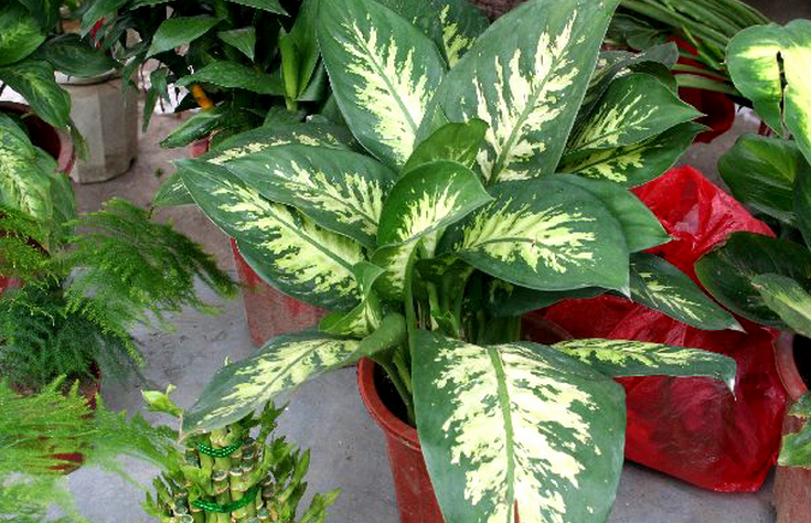 花å¶ä¸‡å¹´é? alt=