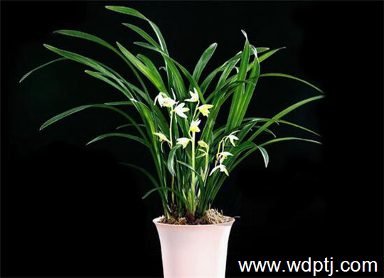 蘭花花盆2