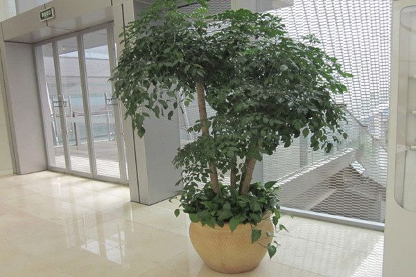 富贵?wi)枝q下垂怎么? alt=