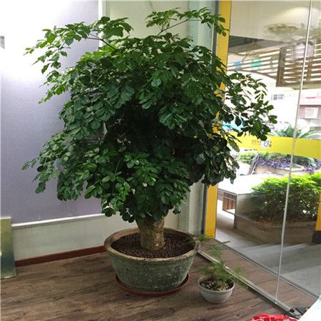 长势好的富贉|(wi) 长势好的富贉|(wi)