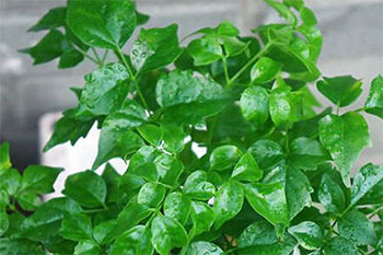 l宝?wi)的LҎ(gu)和注意事? alt=